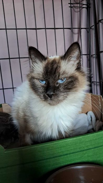 Długowłosa kotka HERMIONA z białaczką szuka domu :(