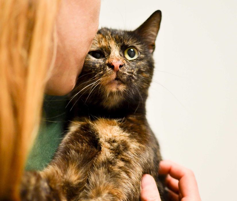 Anastazja - młoda, pełna energii kotka szuka kochającego domu!