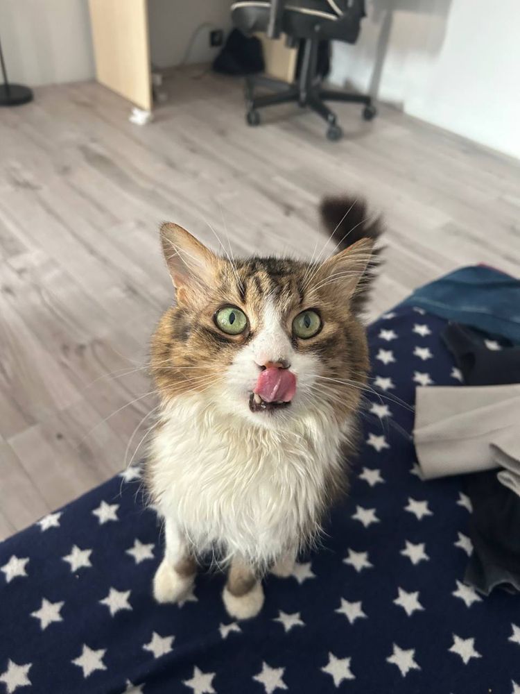 Котик Сирник дуже гарний хлопчик