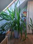Pandan pandanus veitchii