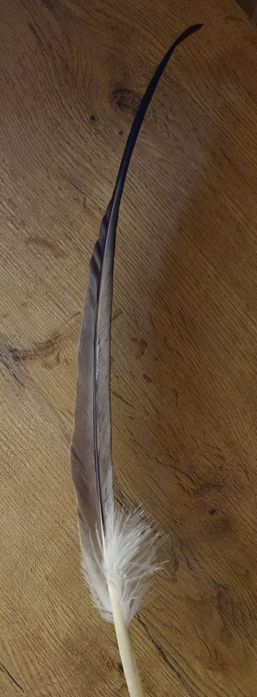 Piórko do kapelusza góralskiego