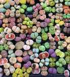 Семена живых камней , порция 20 семян  микс