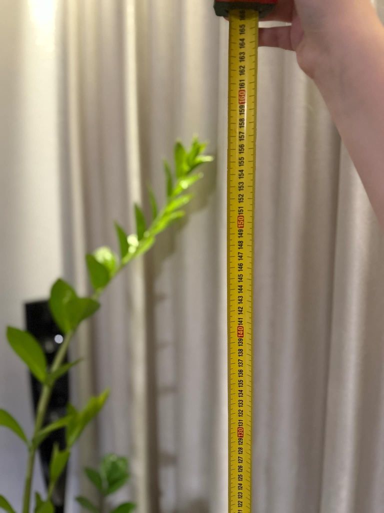 Zamiokulkas 1m57cm