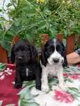 Sunia  Cocker Spaniel angielski