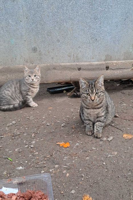 Кошенята шукають дім