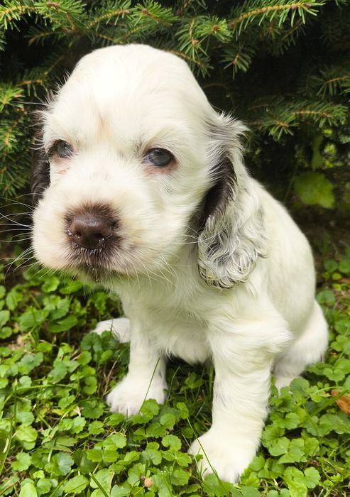 Cocker Spaniel Angielski-suczka Yoda Gdowska Wataha