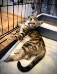 10-tygodniowe Maja i Mia do adopcji. Umaszczone jak koty bengalskie.