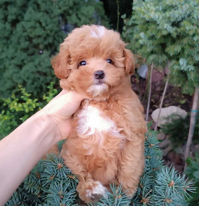 Найсолодша дизайн красунечка Помапу- товстушечка маленького розміра