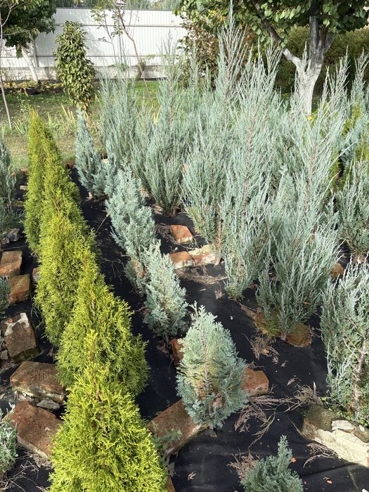 Туя, ялівець, верба, хоста, спірея, барбарис, сумах, овсянниця