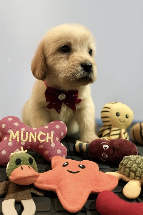 Labradoodle – biszkoptowy chłopiec, odbiór w grudniu