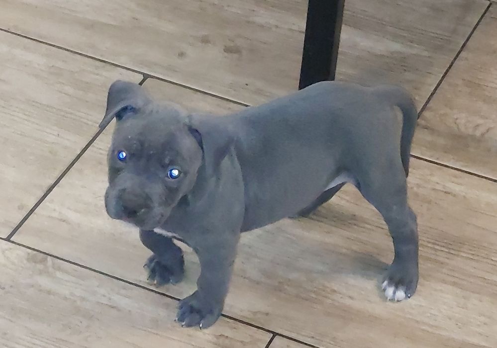 Suczka  American Stafordshire terier Amstaff Blue