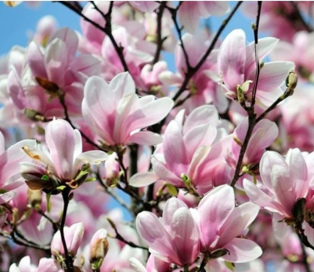 Magnolia 140-160 cm Rustica Rubra Alexandrina Amabilis