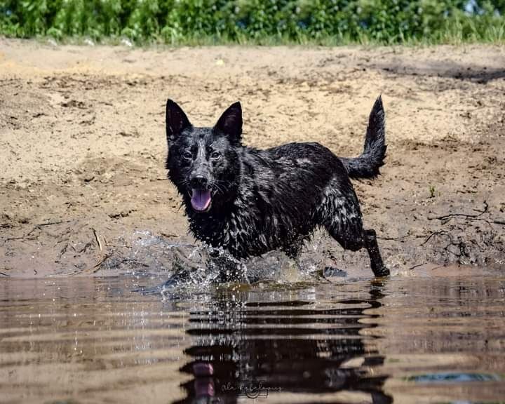 Kochana, czarna Lunka od szczeniaczka szuka kochającego Domku!