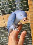 Ring necks criados a mao