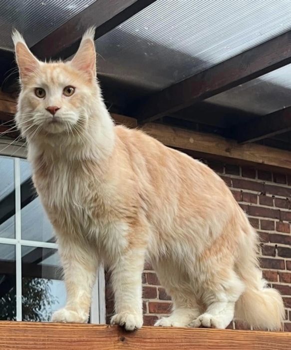 Daytona - kotka rasy Maine Coon