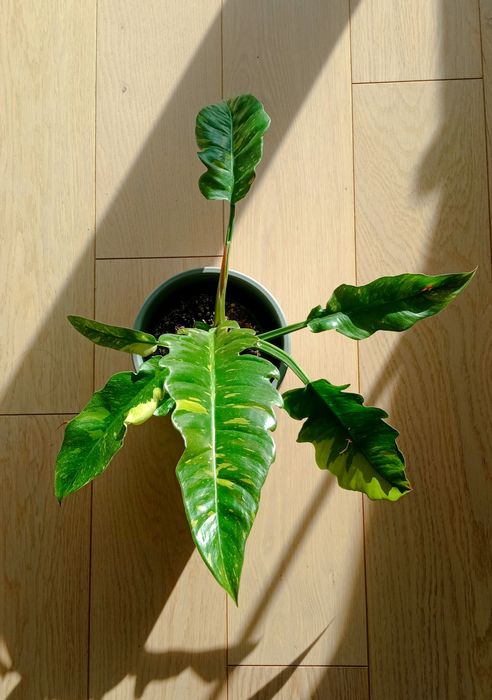 Philodendron Ring of fire