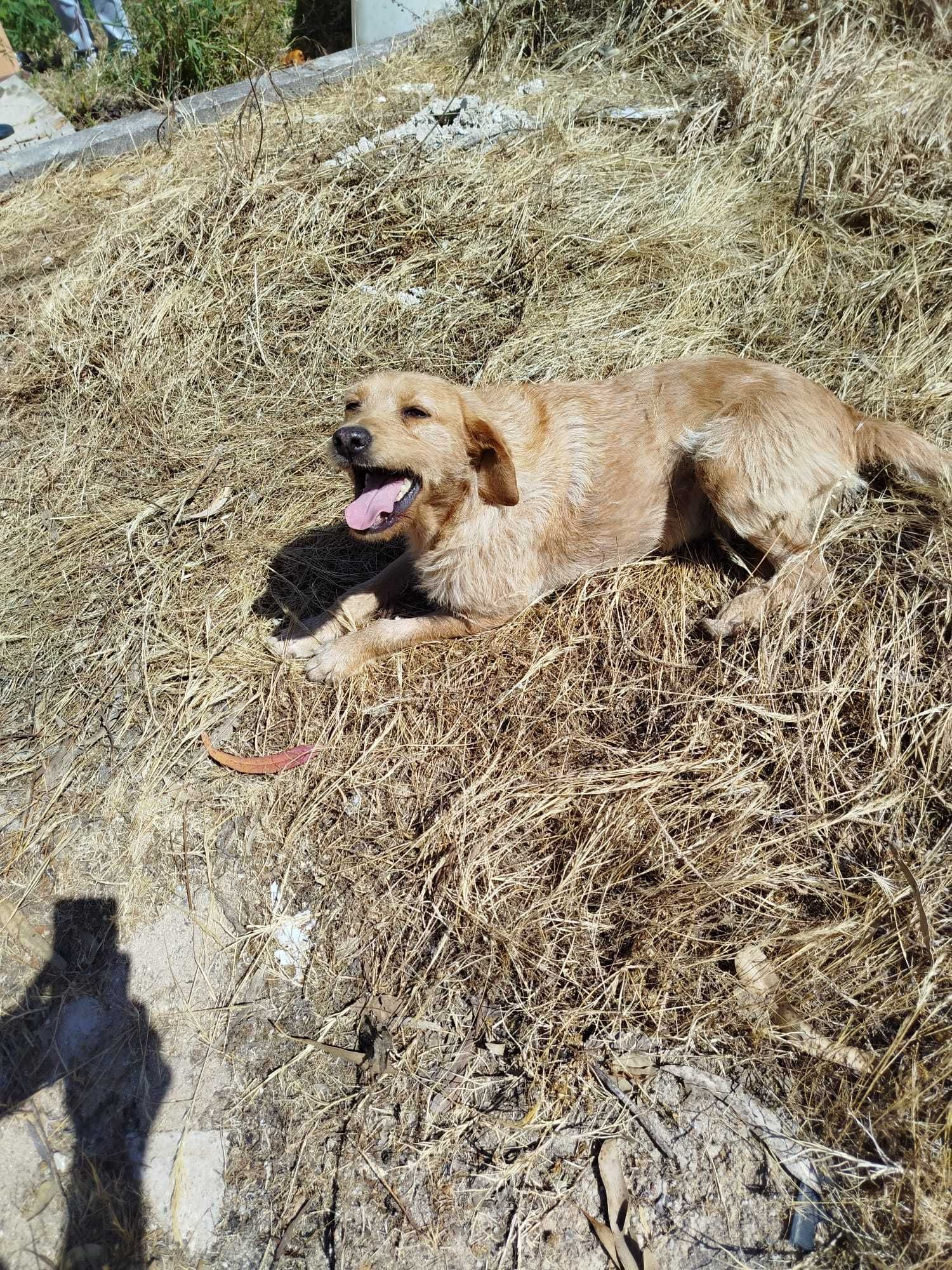 Anita - Para Adopção