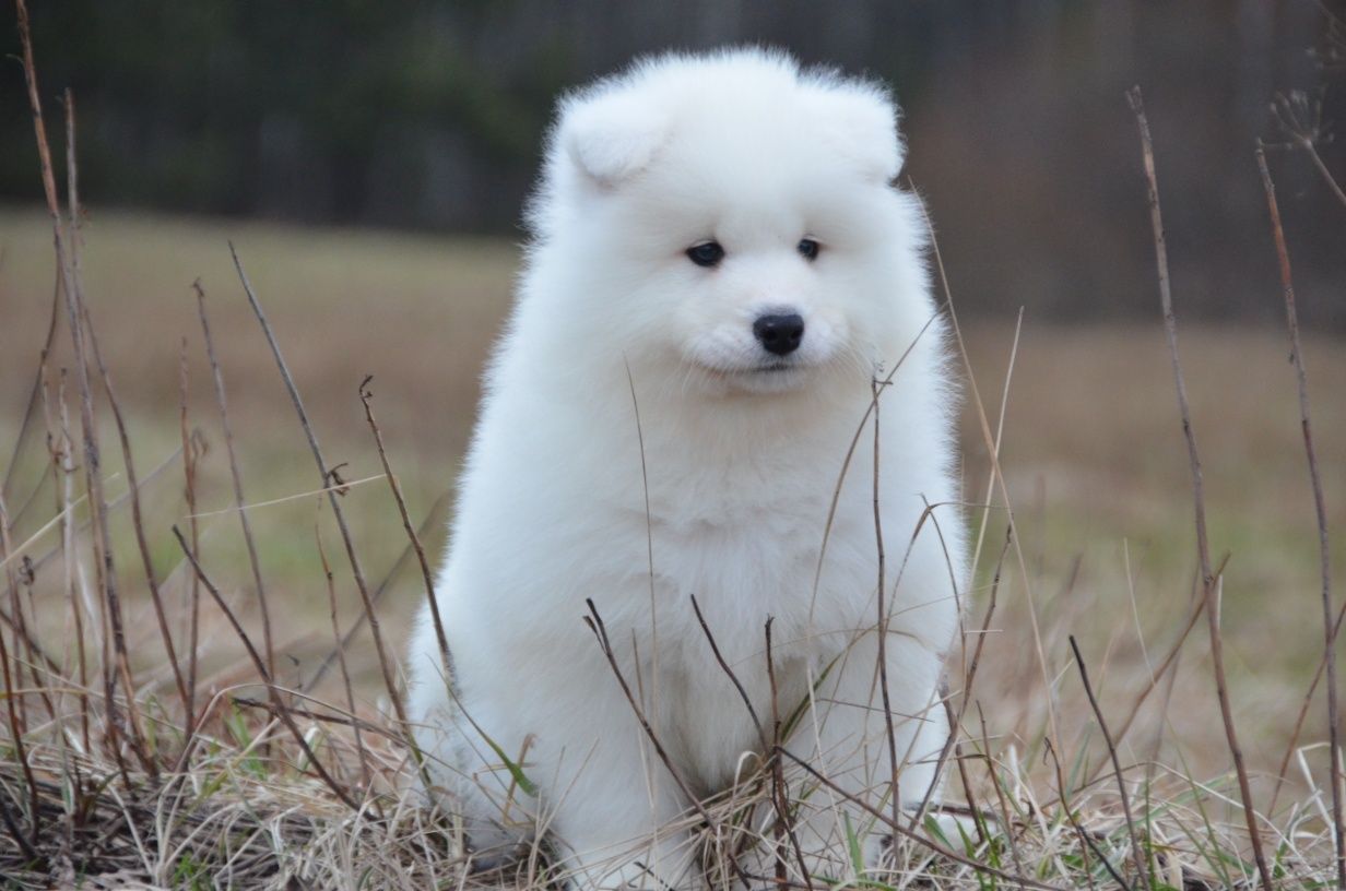 Samoyed ZKwP FCI