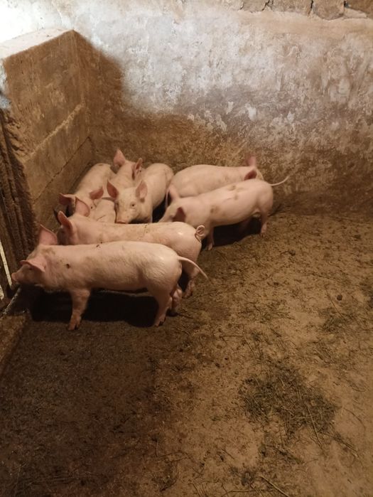 Продам поросята ландрас+велика біла
