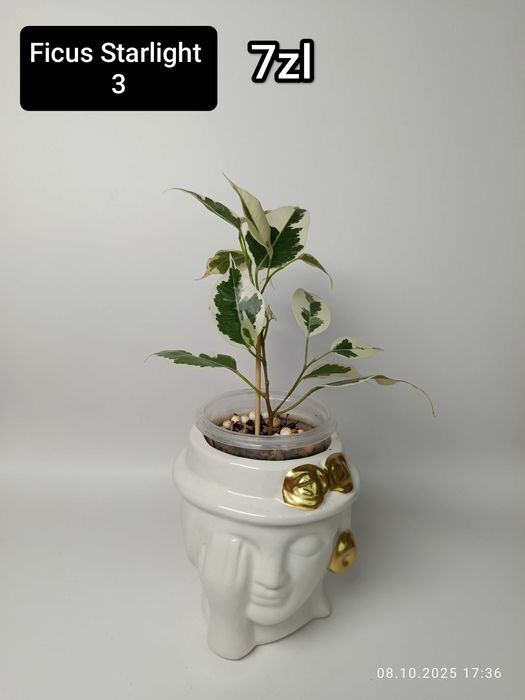 Maria Plants Ficus Starlight sadzonki