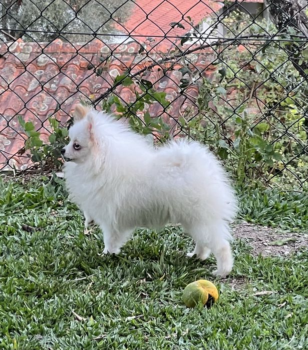 Ultima Lulu da pomerania menina
