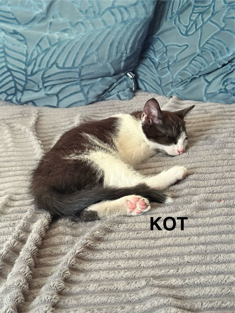 Oddam 2 kotki w dobre rece