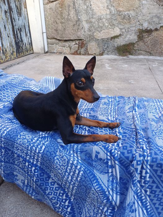 Cão pincher Junior