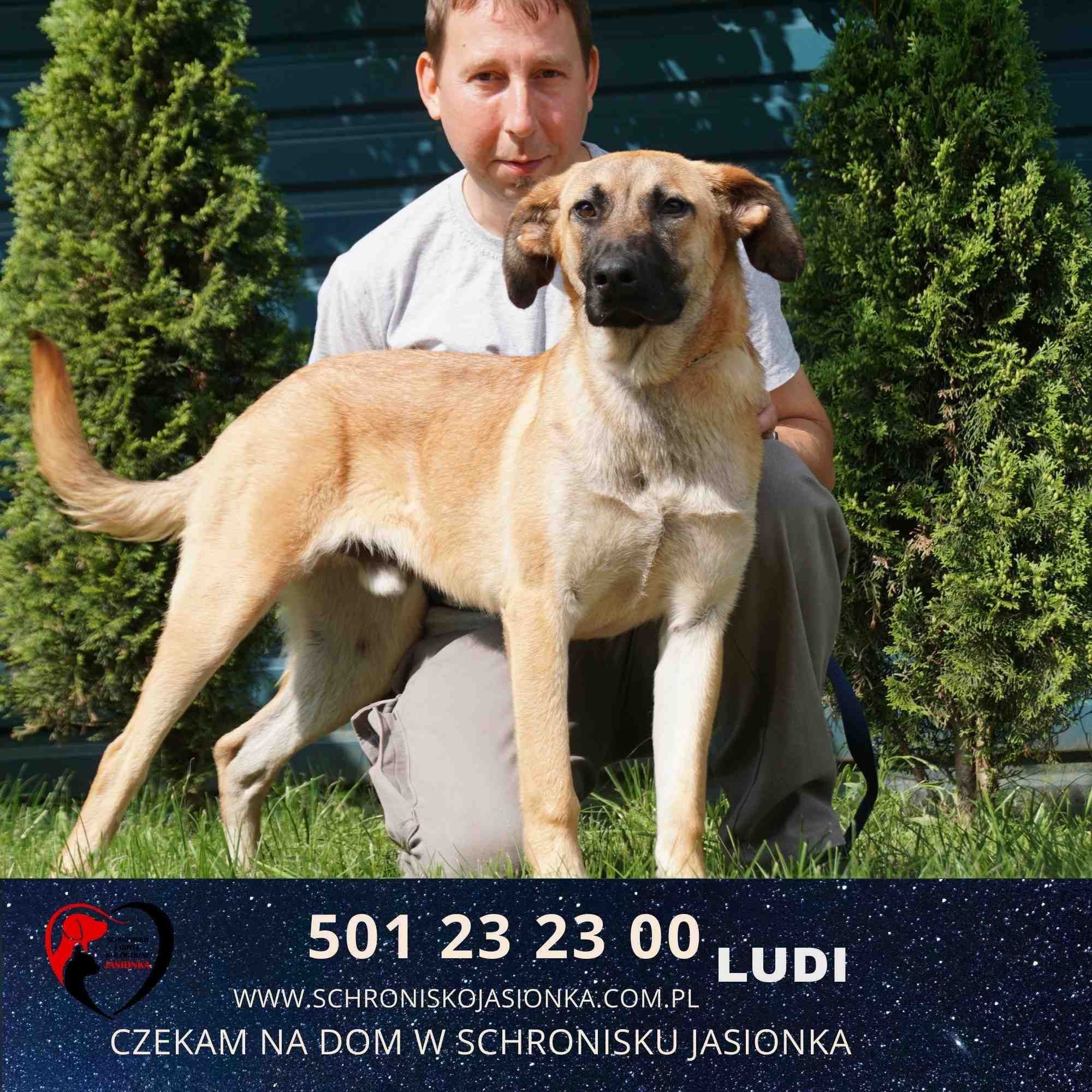 Ludi-do adopcji schronisko Jasionka