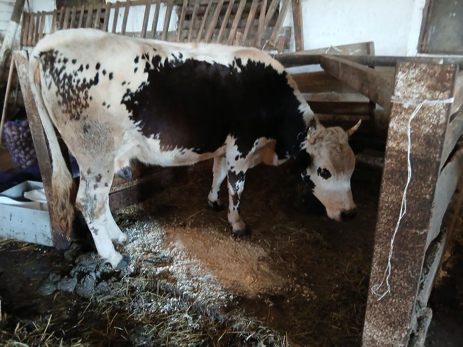 Продам добру корову