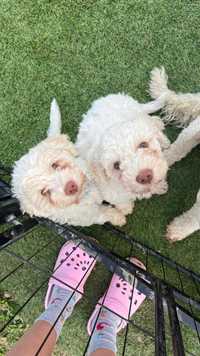 szczeniaki Lagotto Romagnolo