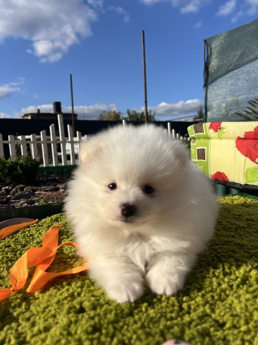 Милейшие померашки.