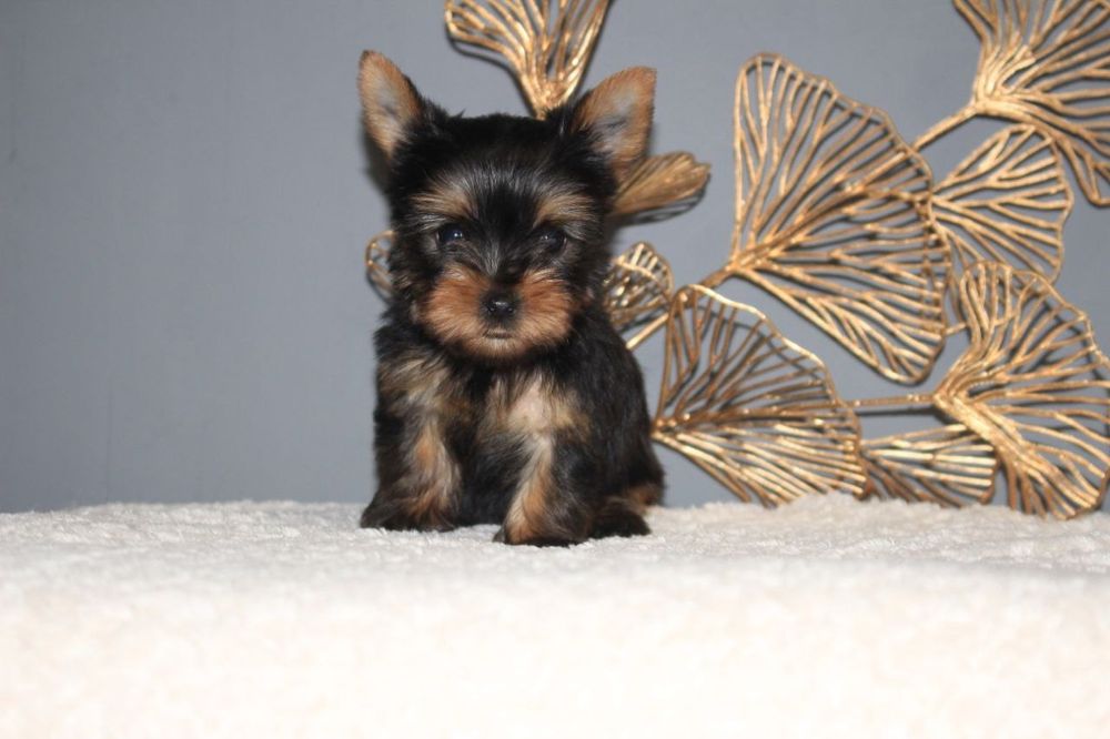 Пропоную дівчинку породи Йорк вік 2 місяці.