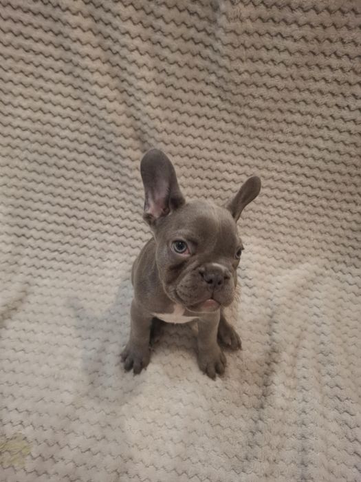 Suczka buldog francuski lilac blue, niebieska