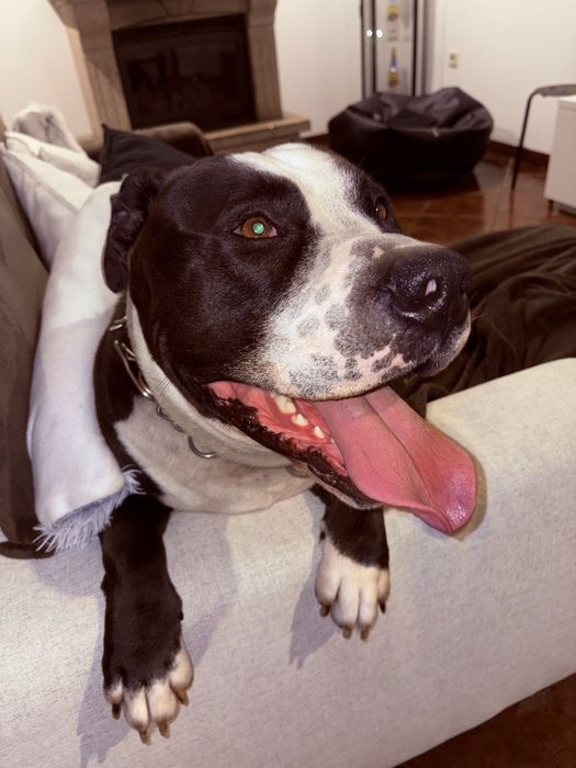 Adoção Responsável para o Spike