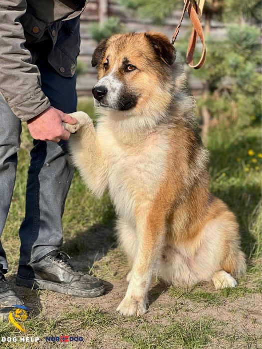 Мікс вівчарки та украінськоі сторожовоі Барон шукає дім