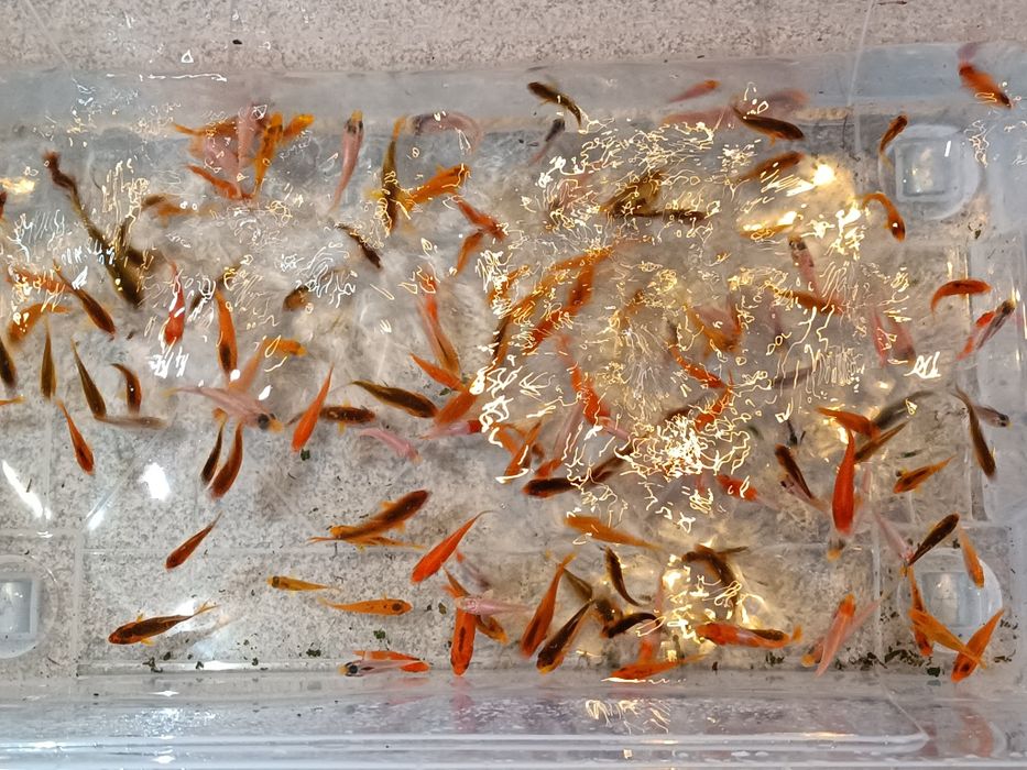 Carpas koi para lagos e aquários