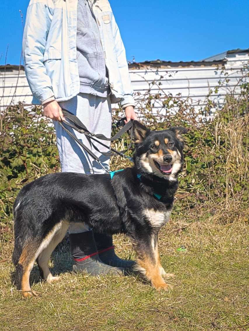 Willow - delikatna psia piękność z utęsknieniem czeka na dom!