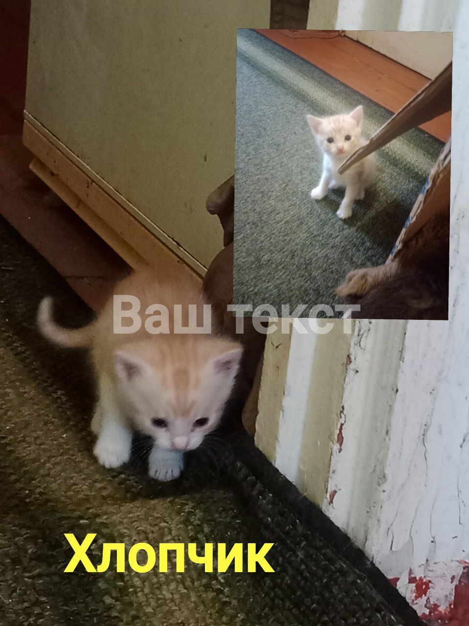 Кошенятка шукають свій дім
Викидають та топлять тільки живодери.
!!БЕЗ