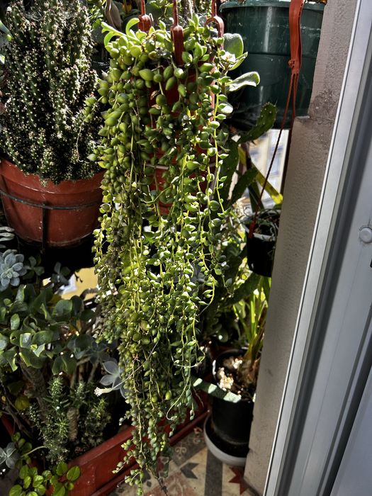 Suculentas “colares”