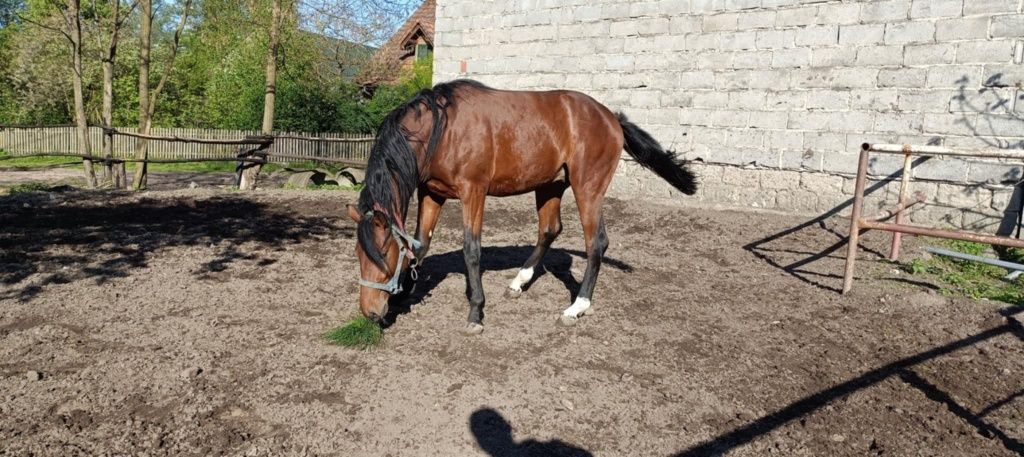Ogier po Holszczyńskim ojcu