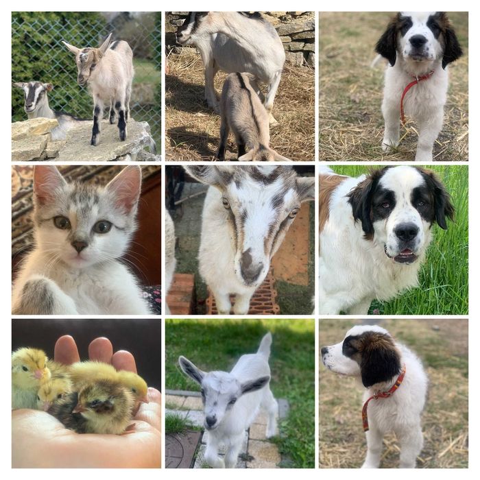 Hotel dla psów, kotów, królików, gryzoni i innych zwierząt