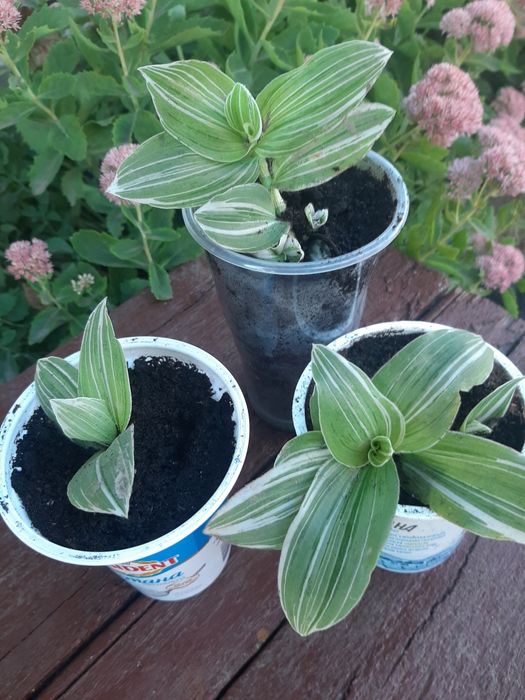 Традесканція, плетуча