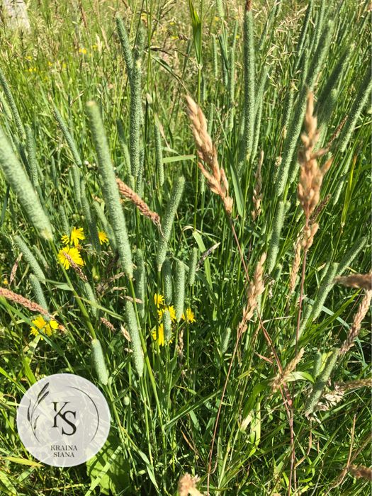 2kg/Siano łąkowe z tymotką dla królika i świnki-Kraina Siana