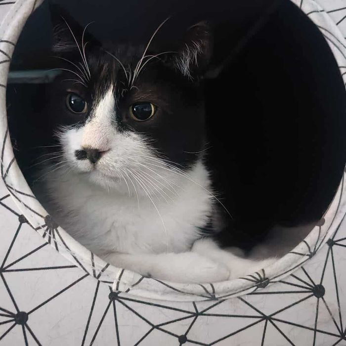 Milo: kot, dla którego człowiek jest całym światem szuka domu!