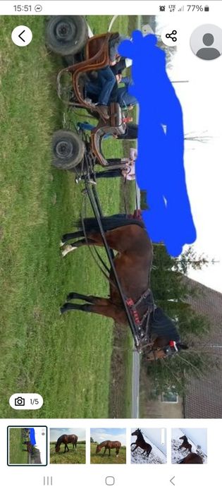 Klacz śląska ze źrebakiem