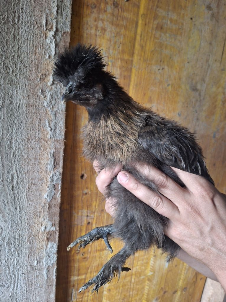 Pintos sedosa 3/4 meses