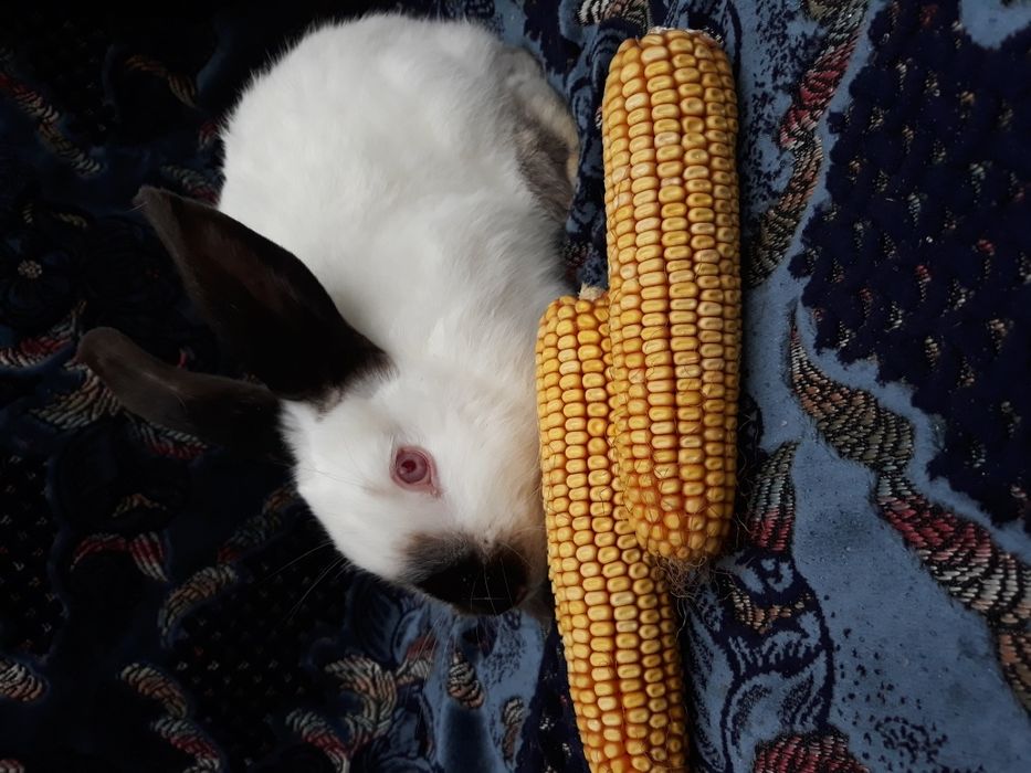 Продам кролики. . Каліфорнія.