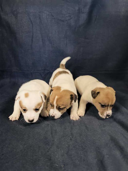 Jack Russell Terrier