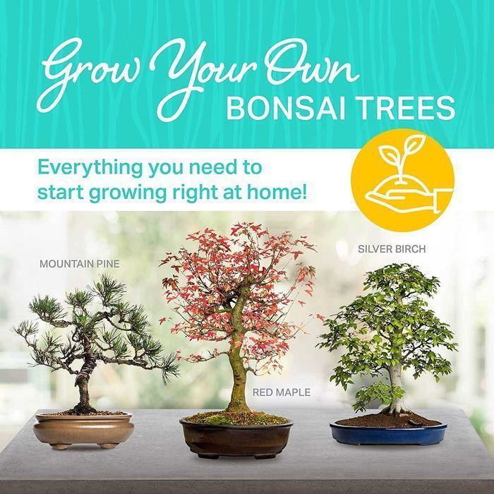 Kit de germinação de bonsai