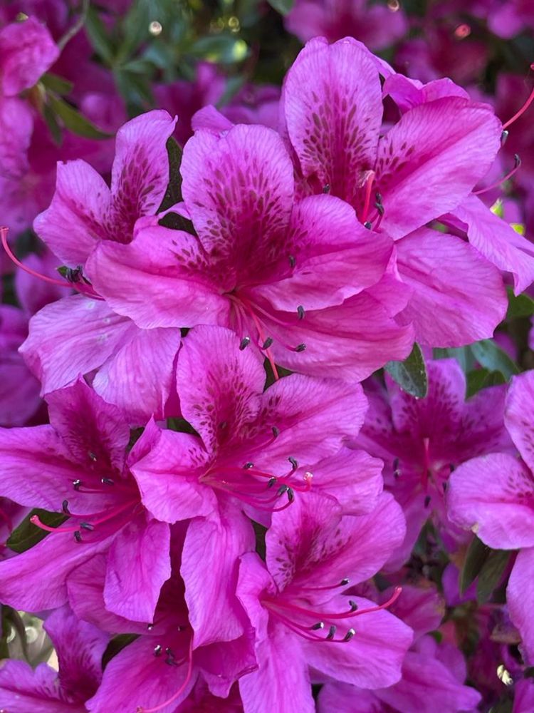 Gigant Rododendron Japonski wys. 2 m Purple Splendor